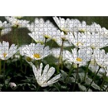 Cakapuzzle Taçlı Beyaz Dağ Laleleri Yakın Çekim 120 Parça Ahşap Puzzle