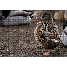 Cakapuzzle Tek Ayak Üzerinde Duran Ördek Yavrusu 120 Parça Ahşap Puzzle