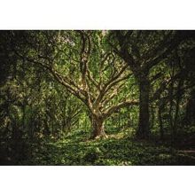 Cakapuzzle Tropik Orman 120 Parça Ahşap Puzzle