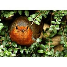 Cakapuzzle Yeşil Yapraklar Arasındaki Kızıl Kuş 120 Parça Ahşap Puzzle