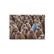 Cakapuzzle Yetişkin Kral Penguven ve Yavru Penguenler Görseli 120 Parça Ahşap Puzzle