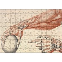 Cakatablo İnsan Anatomisi El ve Kol Bilye Görseli 120 Parça Puzzle