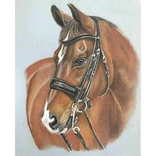 Canvas Hobby Düşlerdeki At 40 x 50 cm Kasnaklı Sayılarla Boyama Seti Duvar Sticker