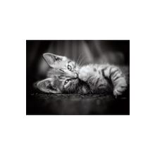 Clementoni 39422BM 1000 Parça Kitty Yavru Kedi Yetişkin Puzzle