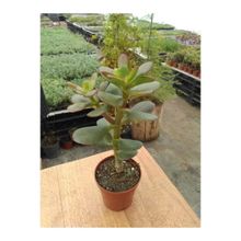 Crassula Minima Jade Plant Para Ağacı Fidanı 10-20 cm Ovata Sukulent