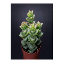 Crassula Perforata 5.5 cm mini Sukulent Saksısında Dolgun Formlu Teraryum ve Sukulent