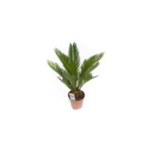 Cycas Revoluta (Japon Palmiyesi)