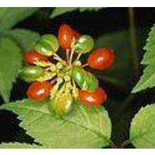 Defne Doğa 20 ml Ginseng Yağı