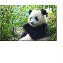 Dekolata Panda 40x60 cm Kanvas Tablo
