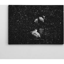 Dekolata Pelikan Siyah Beyaz 40x60 cm Kanvas Tablo