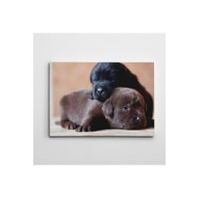 Dekolata Renkli Kovalarda Sevimli Köpekler 60x85 cm Kanvas Tablo