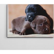 Dekolata Sevimli Köpekler 40x60 cm Kanvas Tablo