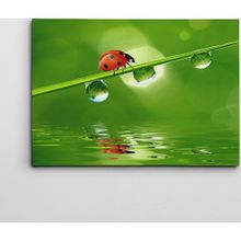 Dekolata Uğur Böceği 50x70 cm Kanvas Tablo