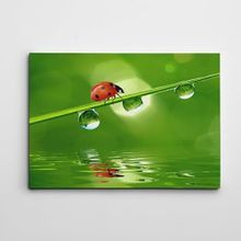 Dekolata Uğur Böceği 70x100 cm Kanvas Tablo