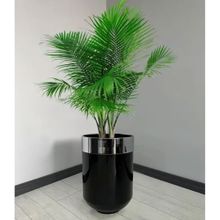 Dekoratif Krom Darbuka 60 cm Parlak Siyah Saksı