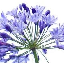 E-Fidancim 5 Adet Agapanthus Afrika Nil Süseni Şefkat Çiçeği Tohumu