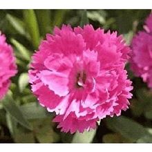 E-Fidancım 50 Adet Çin Pembesi Dianthus Çiçeği Tohumu