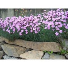 E-Fidancım 50 Adet Dianthus Kır Pembesi Çiçeği Tohumu