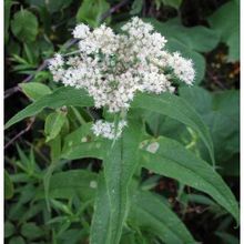 E-Fidancım 50 Adet Şifali Boneset Çiçeği Tohumu