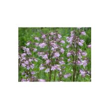 E-Fidancım 50 Adet Sweet Lady Penstemon Çiçeği Tohumu