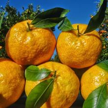 E-Fidancım Tüplü Geleneksel Bodrum Mandalinası Fidanı