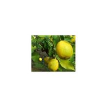 E-Fidancım Tüplü Nadir Kütdiken Limon Fidanı