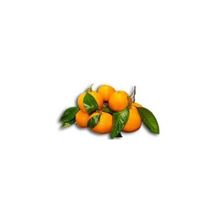 E-Fidancım Tüplü Rize Satsuma Mandalin Fidanı