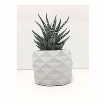 E-Hediyeci YE1605 Geometrik Beton Saksı Ve Canlı Sukulent