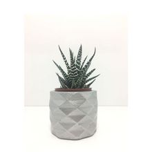 E-Hediyeci YE1606 Geometrik Beton Saksı Ve Canlı Sukulent