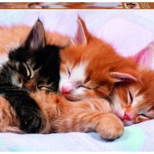 Educa 17087 Kittens 500 Parça Puzzle