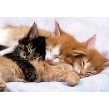 Educa 17087 Kittens 500 Parça Puzzle