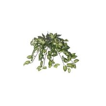 Euro Flora Yapay Sarmaşık Sygonıum Demet 42cm