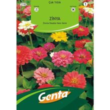 Genta Prestige Kirli Hanım Çiçeği Tohumu