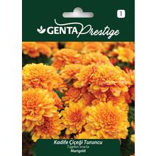 Genta Prestige Turuncu Kadife Çiçeği Tohumu