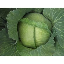 Green Line Yalova1 10 gr Lahana Tohumu