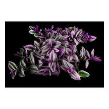 Grow Botanik 10'lu Saksıda Telgraf Çiçeği