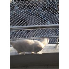 Kadir Tarım 1 mm 2 x 10 Metre Kedi Koruma Balkon Güvenlik Filesi