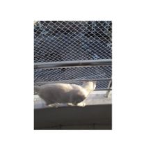Kadir Tarım 1 mm 2 x 6 Metre Kedi Koruma Balkon Güvenlik Filesi