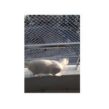 Kadir Tarım 1 mm 2 x 9 Metre Kedi Koruma Balkon Güvenlik Filesi