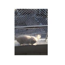 Kadir Tarım 2 x 1 Metre 1 mm Kedi Koruma Güvenlik Balkon Filesi