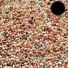 Karışık 10 Kg Muhabbet Kuşu Yemi