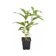Kolonya Limon Çiçeği Melisa 20-40 Cm