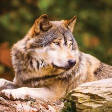 KS Games 100 Parça Animal Planet Lonewolf Puzzle