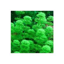 Limnophila Heterophylla Saksı Canlı Bitki