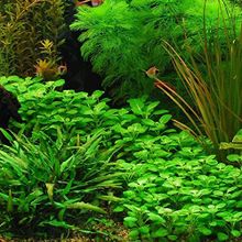 Lobelia Cardinalis Saksı Canlı Bitki