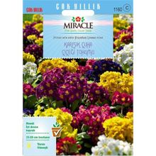 Miracle 50 Adet Karışık Renkli Onbir Ay Çuha Çiçeği Tohumu