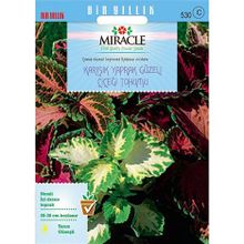 Miracle Karışık Renkli Kolyos-Coleus Yaprak Güzeli Çiçeği 700 Tohum