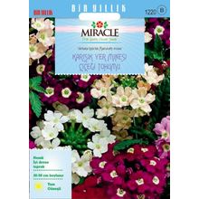 Miracle Karışık Renkli Yer Minesi Verbena Çiçeği 100 Tohum