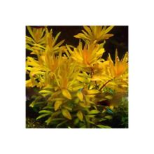 Nesaea Pedicellata Golden Saksı Canlı Bitki