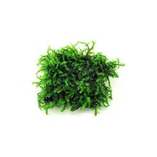 Pancuraji Moss Cup Canlı Bitki